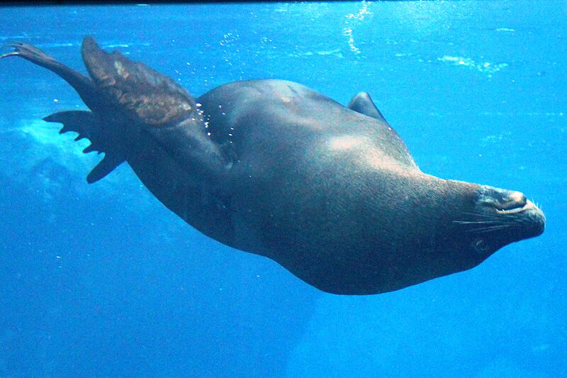 Taronga Zoo - Seal (22169902841)