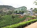 Tea factory and tea plantation