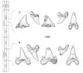 Temporal and dental comparisons of the type specimens of Cardabiodon ricki and Cardabiodon venator