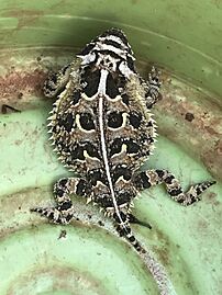 Texas Horned Lizard, Oklahoma, US imported from iNaturalist photo 24598075