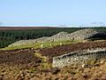 The Grey Cairns of Camster - geograph.org.uk - 675.jpg