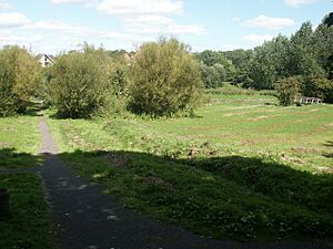Toll's Meadow, Wymondham - geograph.org.uk - 45294