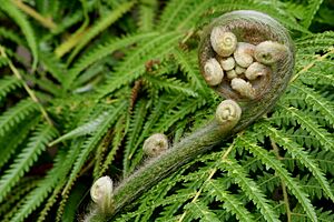 Unidentified fern, Cambridge University Botanic Garden