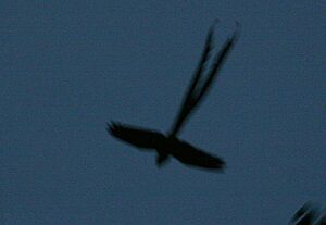 Uropsalis lyra (male) -NW Ecuacor-3.jpg