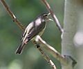 Warbling vireo
