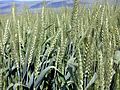 Wheat-haHula-ISRAEL