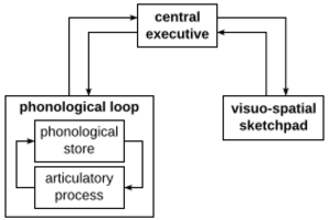 Working memory model