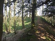 Earth bank curving away to the left through wood