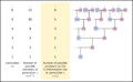 X chromosome ancestral line Fibonacci sequence