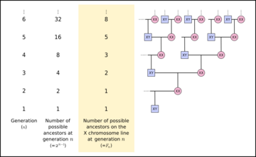 X chromosome ancestral line Fibonacci sequence