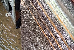 Zebra mussel infestation Ormond Lock