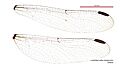 Zephyrogomphus longipositor female wings (34931721751)