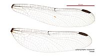 Zephyrogomphus longipositor female wings (34931721751)