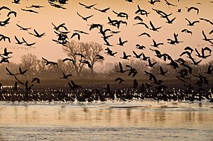 11th Place - March Morning on the Platte River (7371879846)