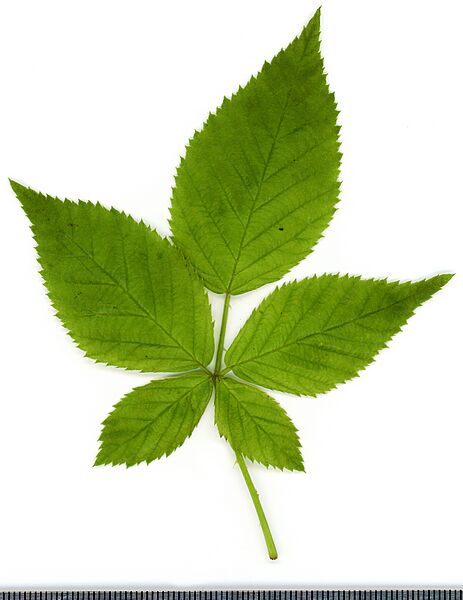 2020 year. Herbarium. Blackberries. img-011