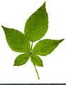2020 year. Herbarium. Blackberries. img-011