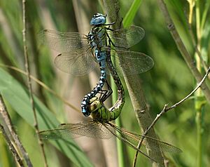 Aeshna-affinis-copula-www
