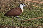 African jacana (Actophilornis africanus) Kenya.jpg