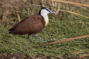 African jacana (Actophilornis africanus) Kenya