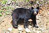 American black bear Gros Mornе NFL.jpg