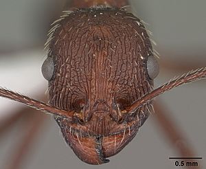 Aphaenogaster albisetosa casent0102824 head 1