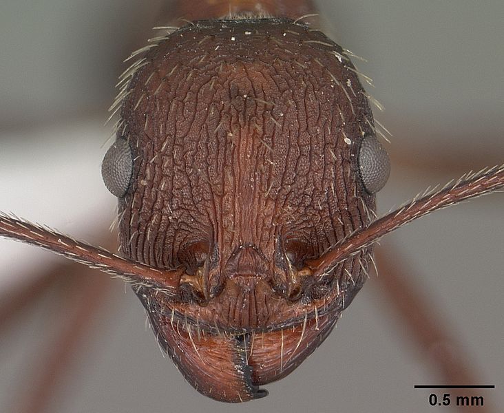 Aphaenogaster albisetosa casent0102824 head 1