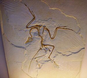 Archaeopteryx lithographica - cast of Humboldt Museum specimen