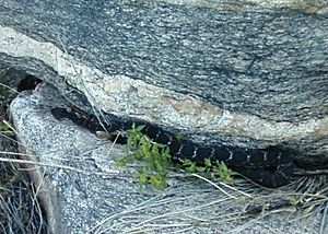 Arizona Black Rattlesnake.jpg