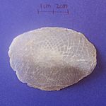 Asian arowana scales (cropped).jpg