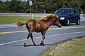 Assateague Island horses August 2009 4