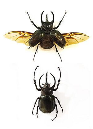 Atlas Beetle - Zachi Evenor.jpg