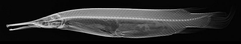 Atractosteus tropicus X-ray