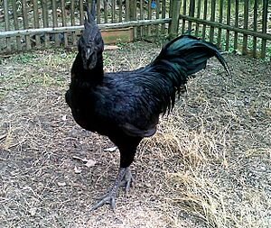 Ayam Cemani Rooster