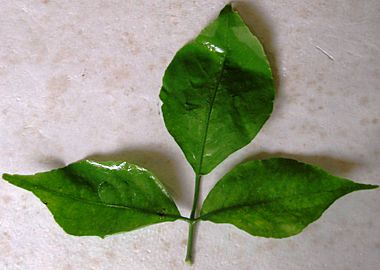 Bael (Aegle marmelos) leaf
