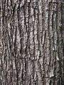 Bark of Pterocarpus indicus
