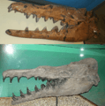 Basilosaurus isis and cetoides skulls compared