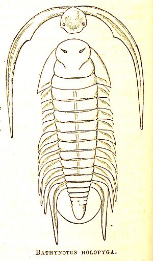 Bathynotus holopyga 13thAnnRepNYStateCabNatHis