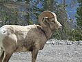 Bighorn sheep cu