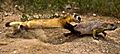 Black-footed Ferret Learning to Hunt