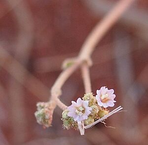 Boerhavia coccinea flowers