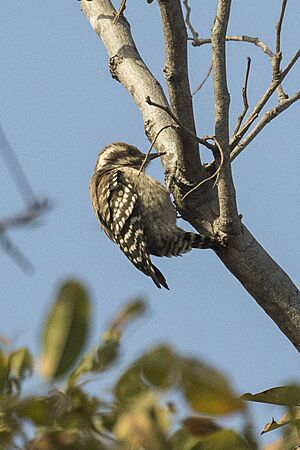 Brown-backed Woodpecker - Gambia (31838114303).jpg