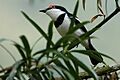 Brownthroatedwattleeyemale