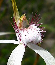 Caladenia longicauda subsp. calcigena - Flickr 002 2