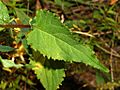 Campanulaceae - Campanula rapunculoides