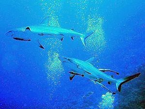 Carcharhinus amblyrhynchos 1