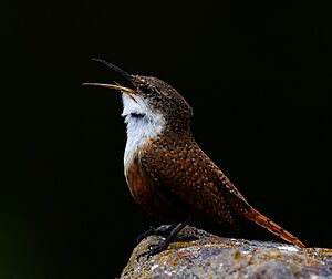 Catherpes mexicanus2