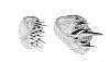 Cetonurus crassiceps scales.jpg