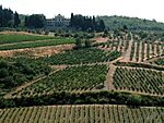 Landscape with vinyards and a large building