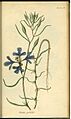 ClarkiaPulchella