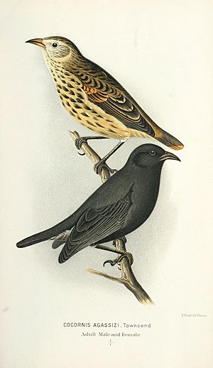 Cocornis agassizi = Pinaroloxias inornata, cocos finch
